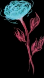 toolate 2012 - 2021 - Wolle Rose 